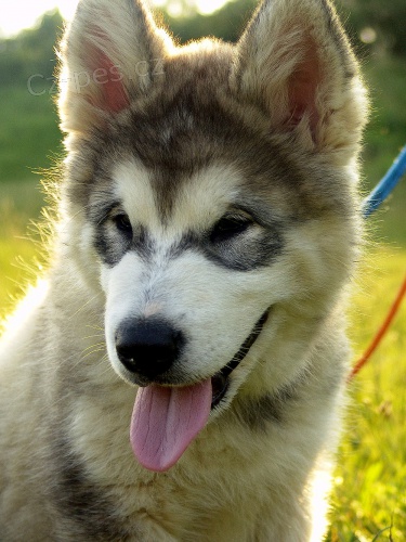 Alja�sk� malamut - pes 